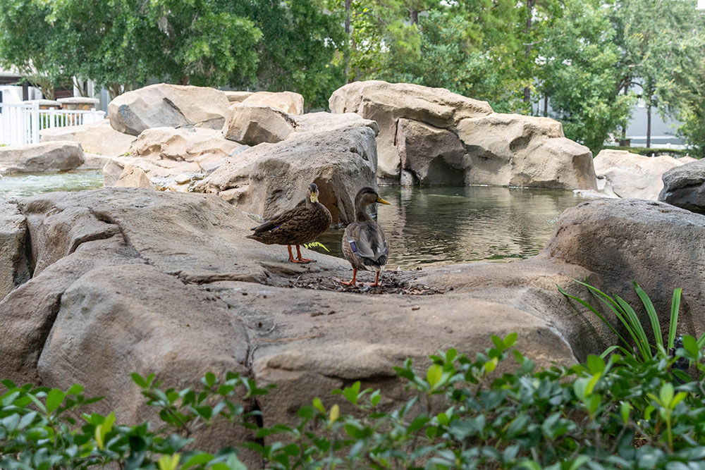 Birds stand on rocks beside a landscaped pond with trees and a low fence